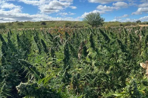 PF localiza roça de maconha e prende suspeitos em São Francisco de Assis