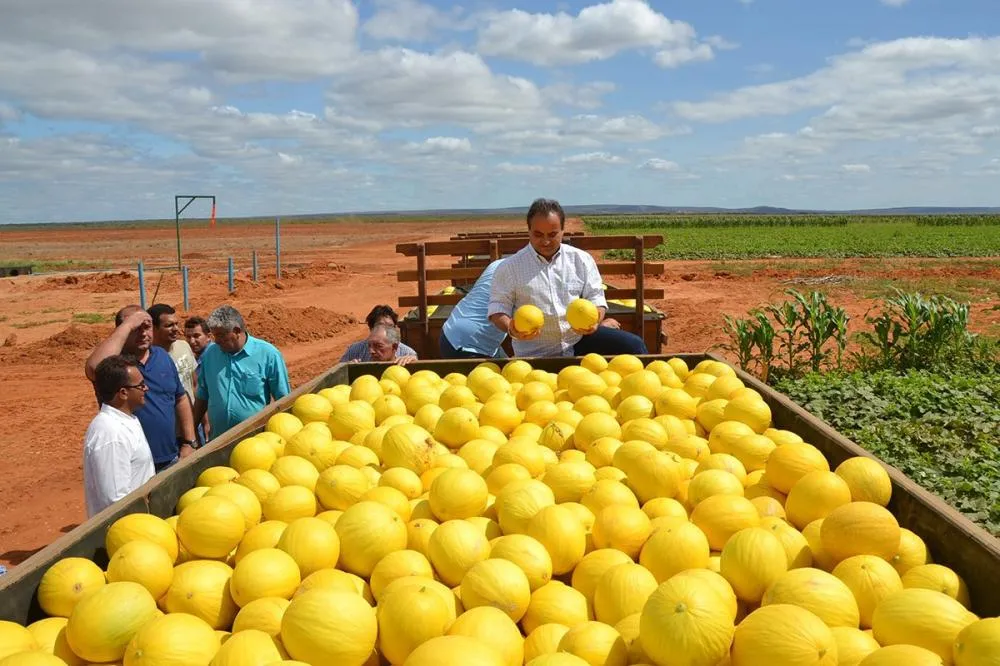 Brasil exporta quase 100 toneladas de frutas por hora; Nordeste lidera