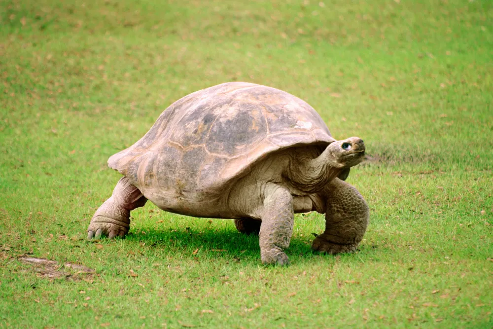  Tartarugas: por que algumas conseguem viver quase 200 anos?