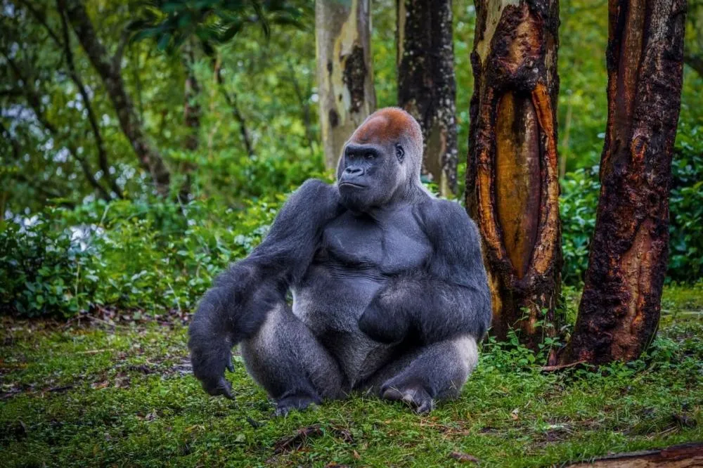 Estudo revela que pulsos humanos ainda carregam marcas da evolução dos primatas; entenda